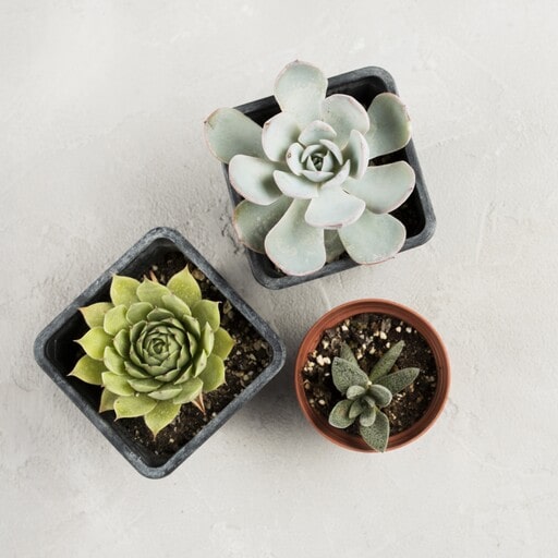 Mini succulents or potted plants are fantistic for Easter gifts
