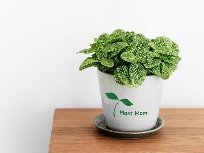 A potted herb plant customzied with UV DTF transfer stickers