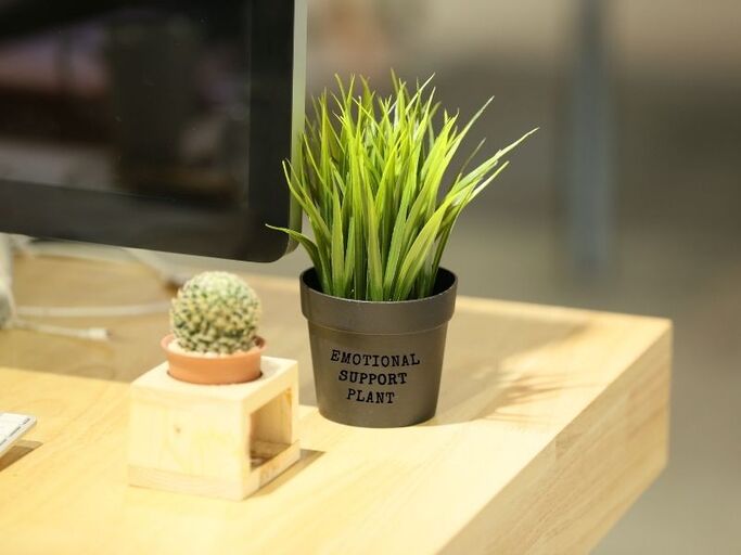Small desk plant