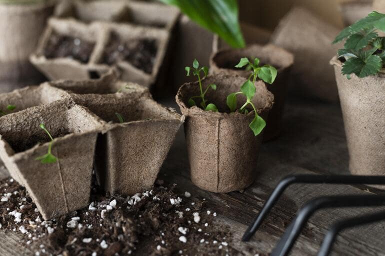 Choose a plant seeds advent calendar for your kids