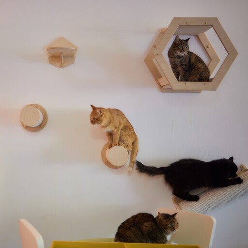 Interactive Cat Wall