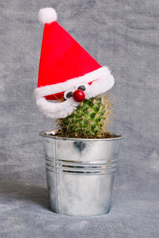 Mini Christmas Cactus