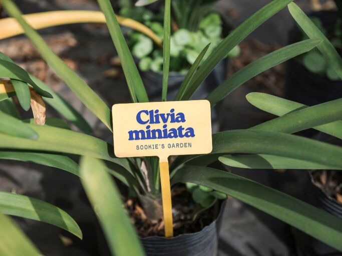 Customized plant markers with UV DTF transfer stickers