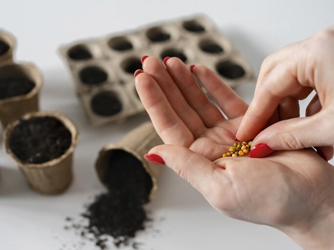 Wildflower Seed Mix